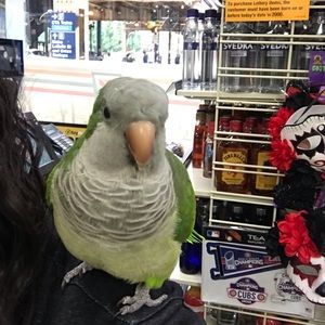 Meet your Posher, Roxana